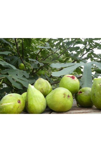 Інжир ранній Далматський